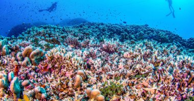 This handout photo taken by National Geographic Pristine Seas shows divers swimming over the world's largest coral located near the Pacific's Solomon Islands, Oct. 24, 2024. (AFP Photo)