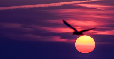 A bird flies in front of the rising sun at the beach in Heringsdorf, the Baltic island of Usedom, Germany, April 13, 2025. (EPA Photo)