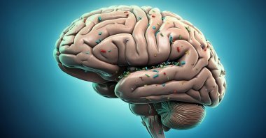 In the brain's frontal lobe alone, researchers discovered approximately 4,917 micrograms of plastic per gram of tissue, up from 3,345 micrograms in 2016. (Shutterstock Photo)