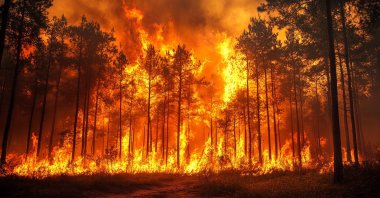 Historically, most fires in tropical forests are set to clear land for agriculture and livestock, especially the so-called "big four" commodities: palm oil, soy, beef and timber. (Shutterstock Photo)