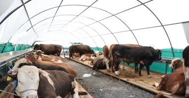 Animals prepared for sacrificial donation are kept in a designated area ahead of Eid al-Adha, Istanbul, Türkiye, May 25, 2025. (DHA Photo)